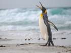 King penguin. South America, Falkland Islands, Saunders Island Art Print